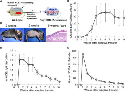 Immune Reaction to Type XVII Collagen Induces Intramolecular and Intermolecular Epitope Spreading in Experimental Bullous Pemphigoid Models